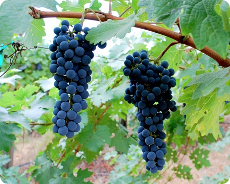 napa grapes on vine
