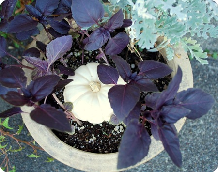 purple basil