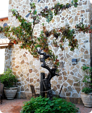courtyard tree