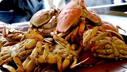 crabs up close