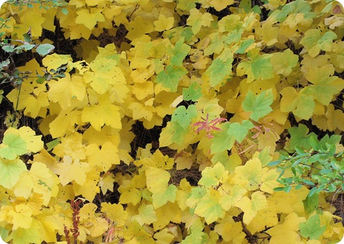 forest leaves in yellow