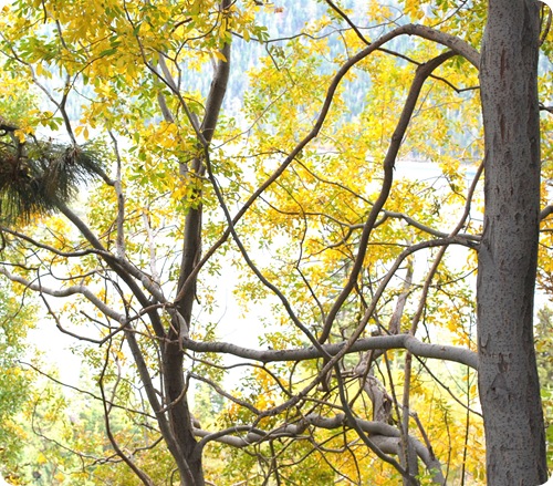 yellow leaves in tree
