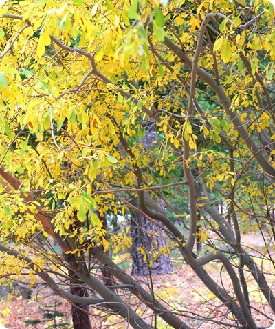 yellow leaves on branches