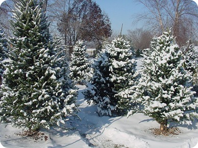 christmas trees