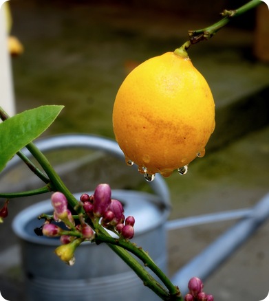 citrus after rain