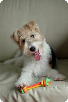 cute dog with chew toy