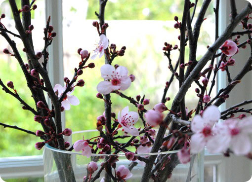 cherry blossom branches in vase