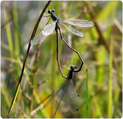 heart of the matter dragonflies