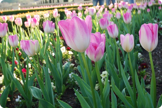 pink tulips at ferrari carano
