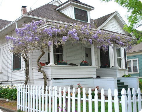 white fence and wisteria