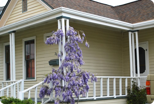 wisteria and porch post