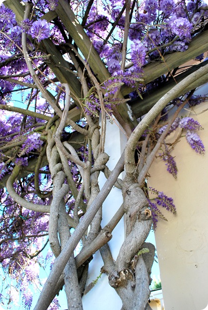 wisteria woody trunk