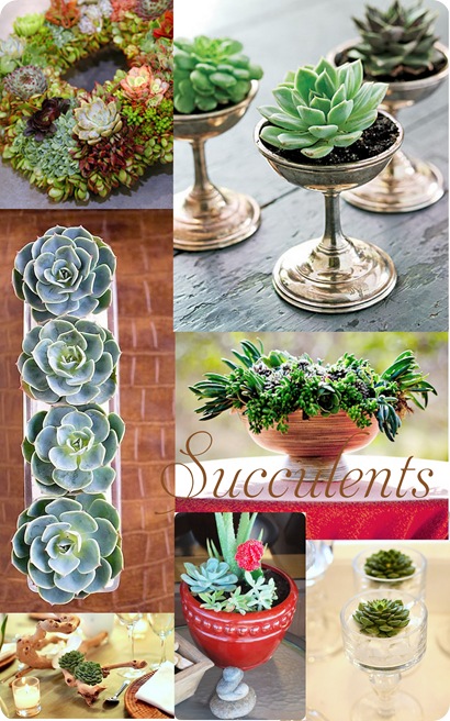 succulents collage