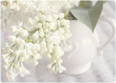 white lilacs