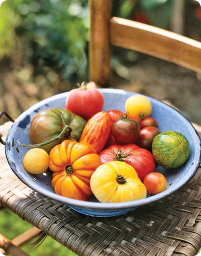 country living tomatoes