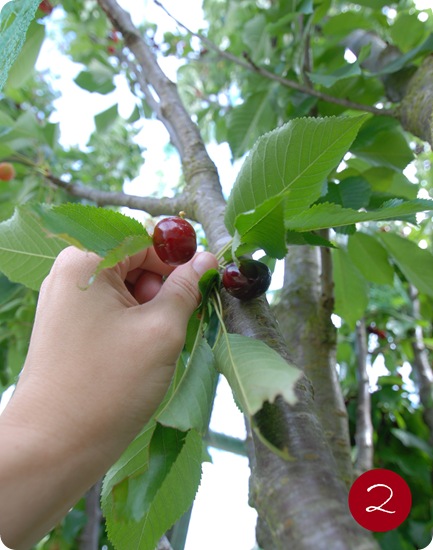 picking cherries 2