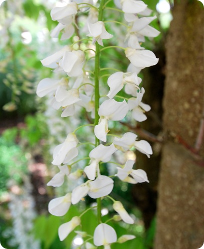 wisteria up close