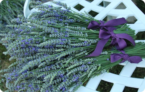 bundles of lavender
