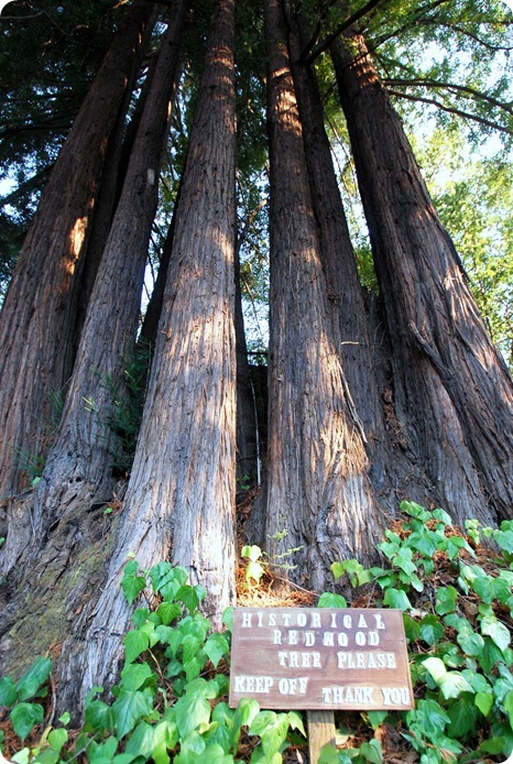 historical redwoods