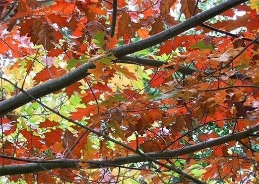 autumn oak via mooseyscountrygarden
