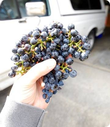 cab grapes