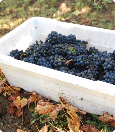 grapes in bin