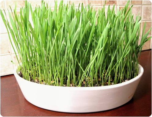 wheat grass kimba