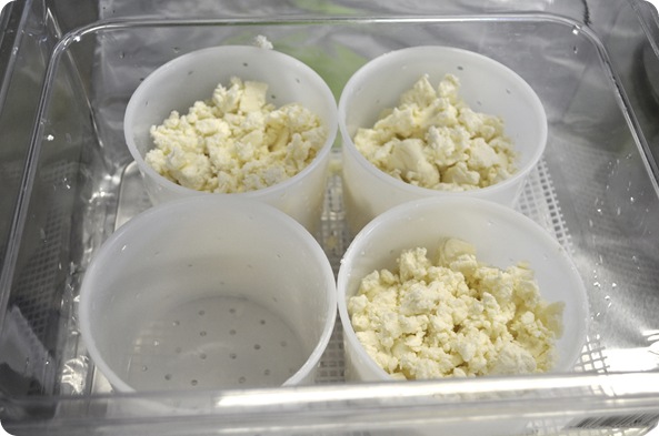 curds in molds