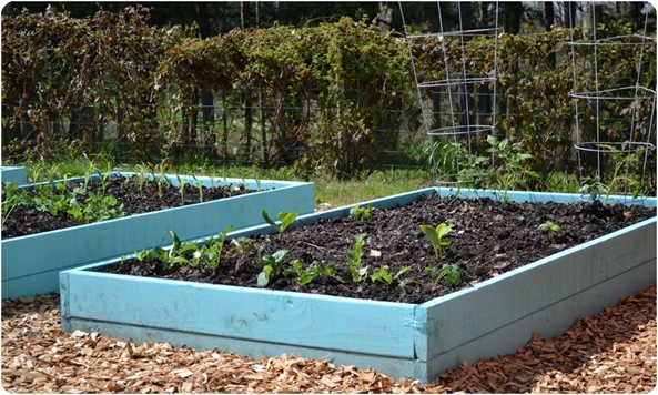 painted raised planting beds