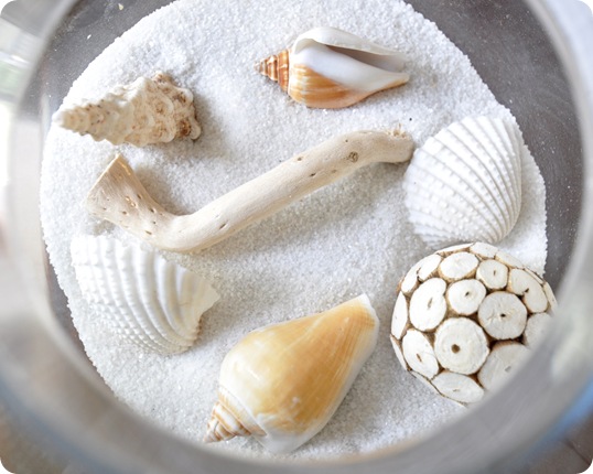 shells in white sand