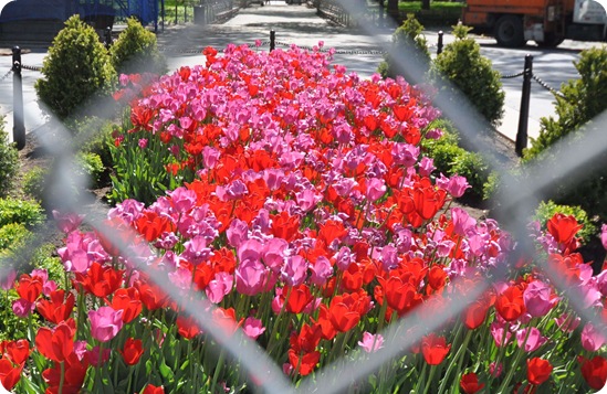 tulips in washington square