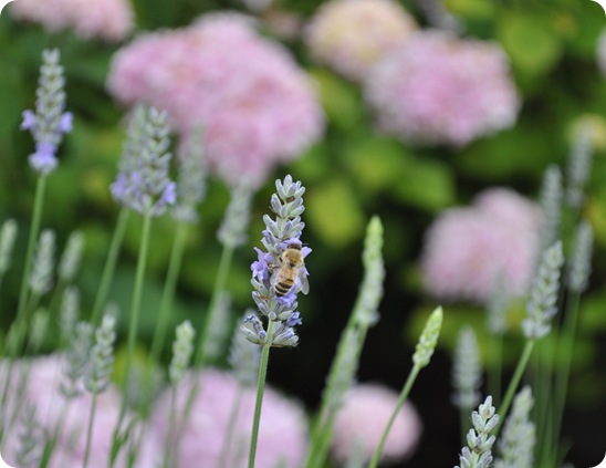 bee on french lavender