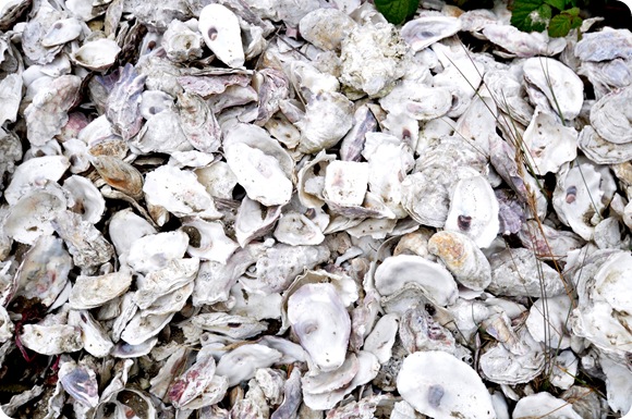 bed of oyster shells