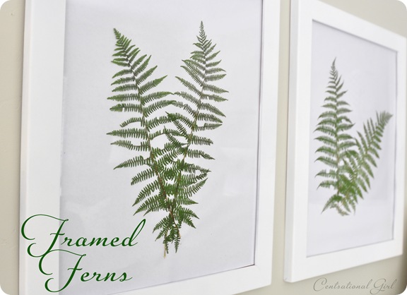framed ferns