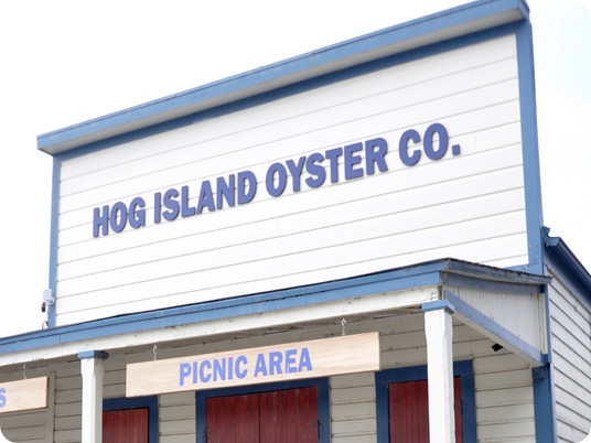 hog island oyster co