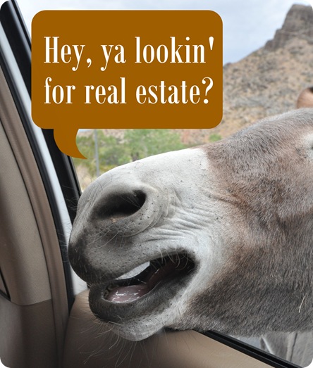 looking for real estate