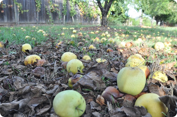 apples on ground with leaves