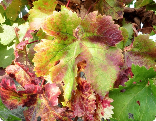 color fall leaf