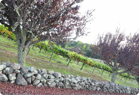 rock wall and vineyard healdburg