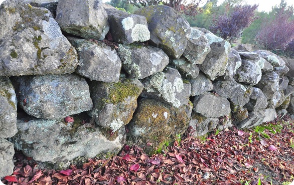 rock wall fallen leaves