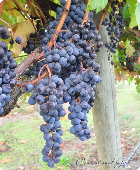 wine grapes cg