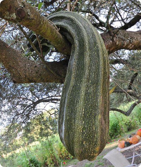 zucchini in tree