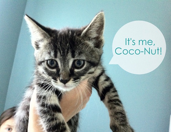 CocoNut the kitten