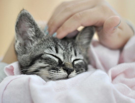 purring kitten