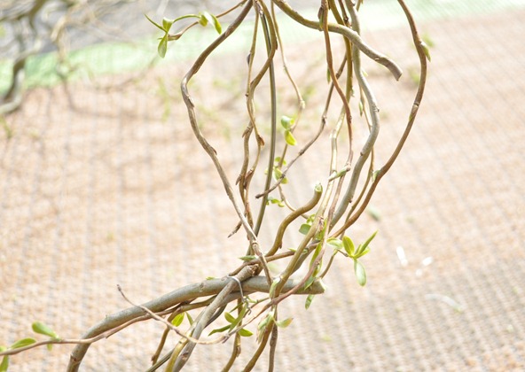 weave branches