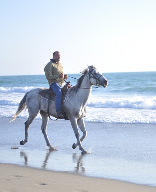 horse and ocean