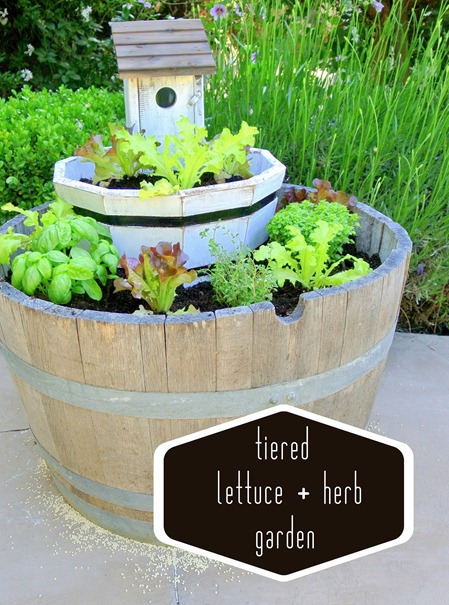 lettuce and herb garden