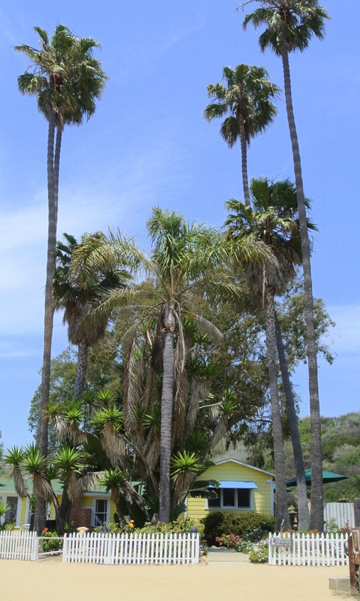 palm trees beach shack