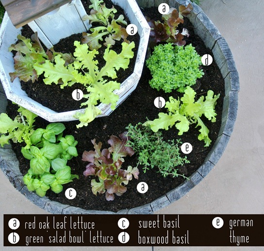 salad and herb labels