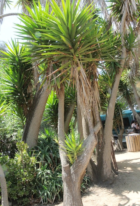 yucca tree in southerncali